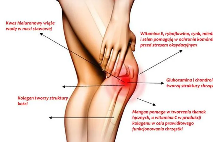 Anatomia stawu kolanowego