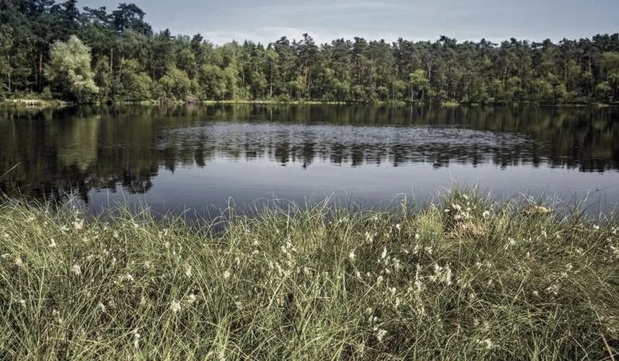 Puszcza Niepołomicka